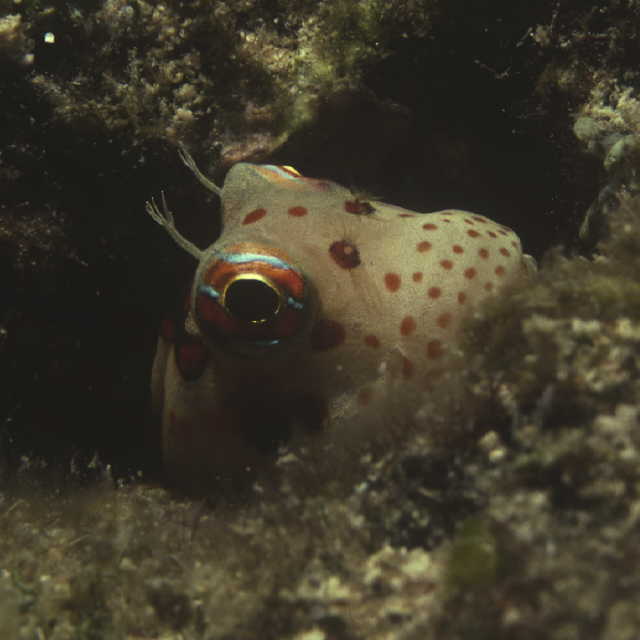 Blenniella chrysospilos